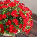 4 Pcs Artificial Red Flowers for Christmas Silk Impatiens Flowers Outdoor Indoor Faux Impatiens Plants Red Impatien for Outside Pot Patio Garden Hanging Basket Porch Decor (4, Red)