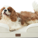 Bedsure Orthopedic Dog Bed Medium Size Dogs - Washable Medium Dog Cat Bed Waterproof, Comfort Pet Couch Sofa with Washable Removable Cover, Pets Bed with Nonskid Bottom, Moss Green, 28"