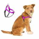 APDEXY Easy Walk No Pull Dog Harness, Freedom Walk with Front and Back Clips Stainless D-Rings, Comfortable, Sewn-in Instructions Tags for Easy Use, for Medium Dogs Weight 30-39lbs (Purple, XS)