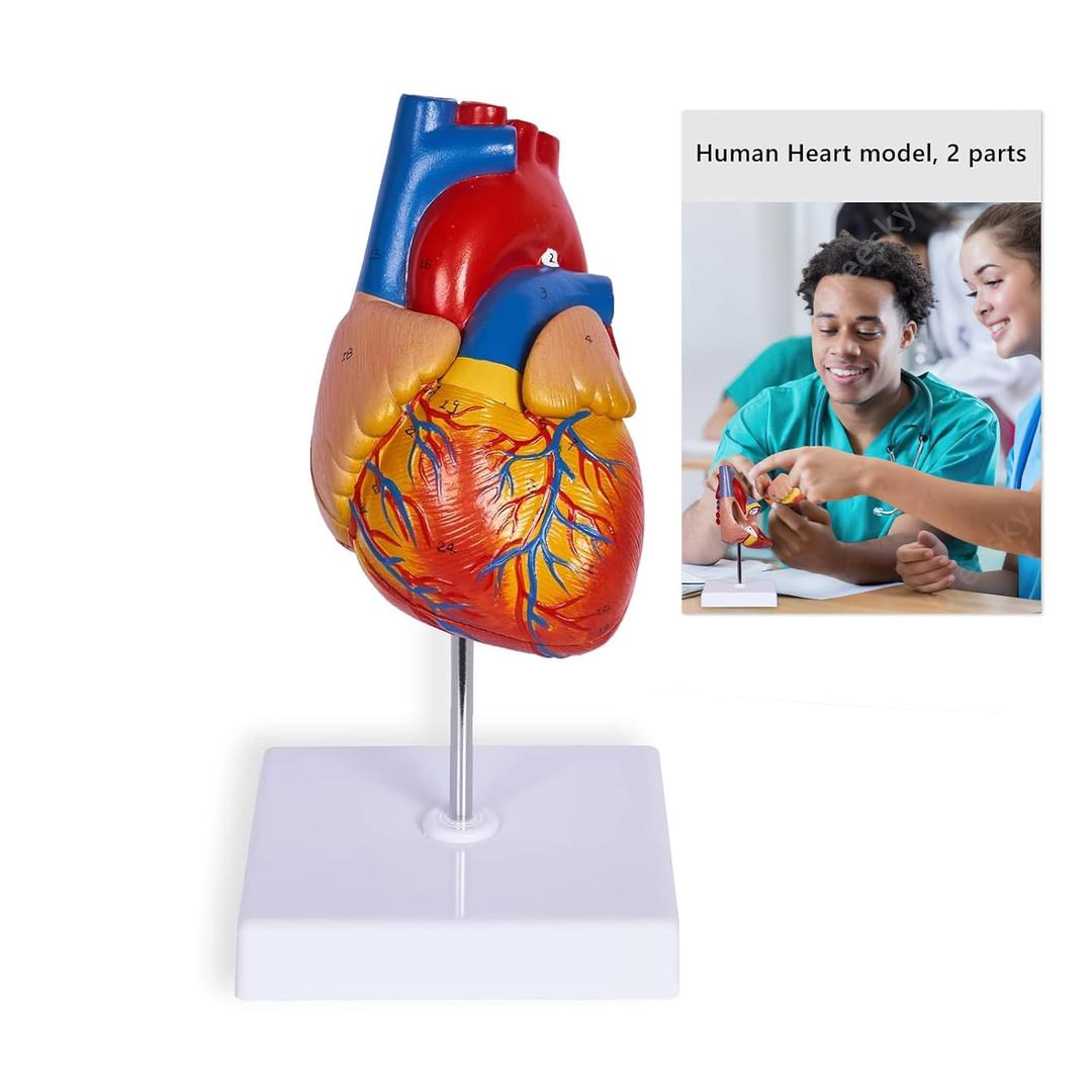 breesky Life Size Human Heart Model, Anatomically Accurate 2-PartMedical Model with 48 Anatomical Structures & Mounted Display Base & Number Manual for Classroom & Cardiology Study