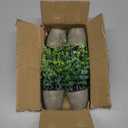 FAVOWREATH 4 Pack Fake Plants Ceramic Mini Artificial Greenery Potted Plants for Home Decor Office Decor Room Decor Farmhouse Decor Indoor Table Bathroom Decor
