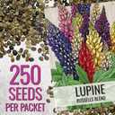 4 x Seed Needs Lupine Seeds to Plant Russels Mix Perennial Flowers 1 Pack