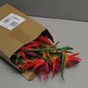 Hanaive 12 Pcs Bird of Paradise Artificial Plant 24 Inches Hawaiian Tropical Flowers Fake Rubber Strelitzia Faux Flowers Bouquet for Home Garden Office Wedding Indoor Outside Party Decor DIY (Pink)