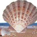 2 PCS Large Great Orange Lions Paw Scallop 5-6" Shells for Baking Smudging Craft Beach Decor. Ocean Beach Seashells Perfect for Home Decoration, Art Craft, Vase Filler Fish Tank