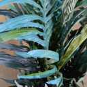Nearly Natural 4ft. Areca Artificial Palm Tree UV Resistant (Indoor/Outdoor)