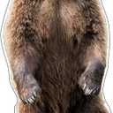 Life Size Cardboard Cutout Standup | Waterproof | Animals - Brown Bear