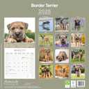 Border Terrier 2026 Calendar | Square Wall Calendar | Dog Breed Gift | Plastic Free Packaging | by Avonside Publishing