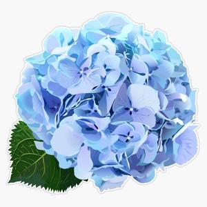 Watercolor Style Hydrangea Flowers Set. Vinyl Decal Bumper Sticker 5"