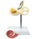 EVOTECH SCIENTIFIC Inner Ear Model Labyrinth Model 2 Part 8X Cochlea Semicircular Canal & Vestibule Open Medical Anatomical Ear Internal Structure Model for Medical Study Display Teaching