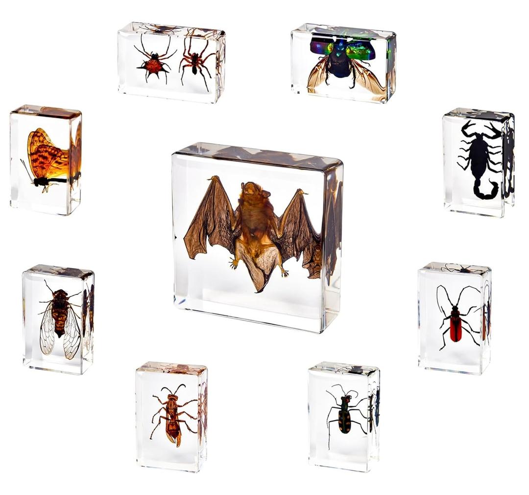 9 Pcs Insects Taxidermy Bat Set,Bat Specimen Bugs in Resin Taxidermy Animal Bulk Collection for Scientific Eduation,Entomology Supplies Display,Oddity Bug Gifts Decor Paperweights(Real Bat in Resin)