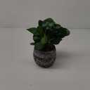 AlphaAcc Artificial Plants Potted Real Looking Small Faux Plant with Rustic Black Cement Planter for Kitchen Office Desk Bookshelf Decor (Ficus Plant)