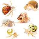 JOR Hermit Crab Shells, Medium and Large Growth Turbo Seashells, 1” - 2” Shell Opening Size, for Small and Medium Crabs in Terrarium and Aquarium, Craft Use, Hermit Crab Supplies & Conch Decor 6 pcs
