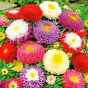7 x 100+ Seeds Aster Suprime Mix - Flower Multicolor