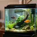 Homoyoyo 10pcs Spawning Mops, Aquarium Breeding Spawning Fish, Floating Hiding Grass for Fish and Shrimp Egg Laying, Aquarium Tank Decorative Breeding Accessories