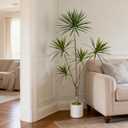 Artificial Dracaena Marginata Tree, 6FT Large Tropical Fake Plant | Realistic Red-edged Leaves, Faux Floor Tree with Heavy Decorative Base, Indoor Outdoor Home Office Living Room Decor Gift