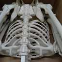 Wellden Product Anatomical Human Skeleton Model, 1/2 Life Size, 85cm/33.5"