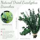 Knitgrip 80 Pcs Large Dried Eucalyptus Stems 17inch Natural Real Fresh Eucalyptus Branches for Shower Hanging Fresh Plant Greenery Leaves for Wedding Bathroom Vase Filler DIY Garland Decor