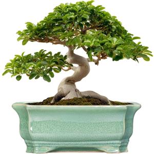 Bonsai Pots - 13.7 Inch Rectangle Ceramic Pots for Plants, Large Succulent Planter with Drainage Hole, Decorative Planters for Indoor Outdoor, Garden House Decor, Housewarming Gifts, Green