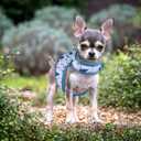 Mile High Life Dog Harness, Air Mesh Floral Vest Harness for 20 lbs Small Dogs & Cats, Easy Get on Adjustable Easy Closures Both Neck and Chest(Gray Tree, S Chest 16"-18")