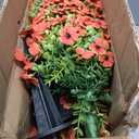 2 Pcs 3.6FT Topiary Trees Artificial Outdoor, Fall Tree Faux Flowers UV Resistant Shrubs for Indoor Planters Outdoor Porch Halloween Decoration Orange