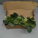 Mizii 2 Strands Artificial Vines Eucalyptus Garland 68" Fake Vine with Silk Leaves Green Garland Faux Hanging Plants Greenery Decoration for Bedroom Room Table Centerpieces Wedding Decor (Greenery)