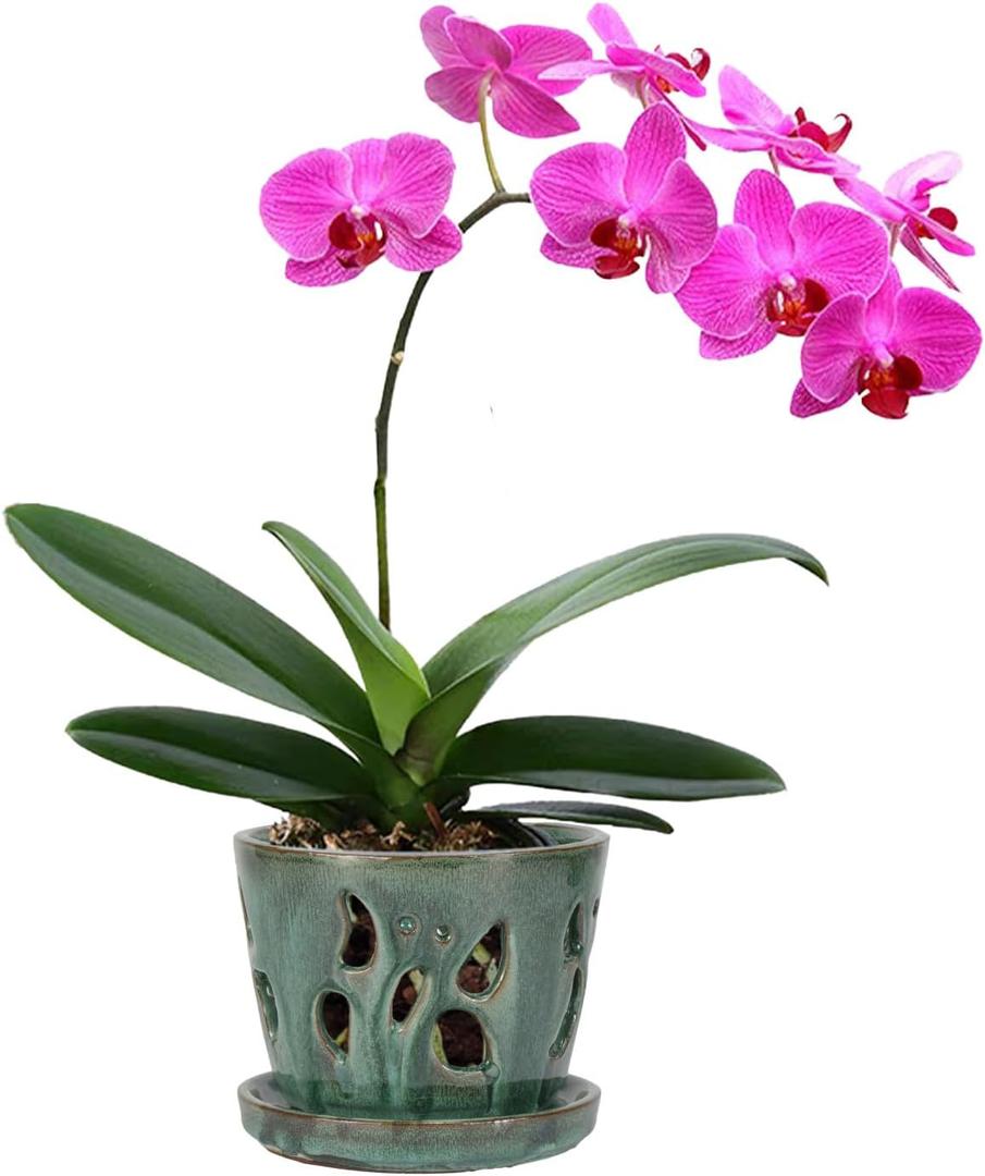 W&W Orchid Pot with Holes and Saucer for Repotting, 5 Inches, Green Mix