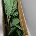 Artificial Fiddle Leaf Fig Tree 6FT - Large Fake Tree with White Planter&Basket, Tall Faux Ficus Lyrata Tree Floor Plants for Indoor Home Decor Office Living Room Housewarming Gift