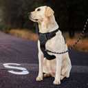 IVY&LANE No Pull Dog Harness for Small Dogs, Dog Vest Harness with Leash, Safety Belt and Storage Strap, Fully Adjustable Harness, 360 Reflective Strip, Soft Handle (Black, XS)