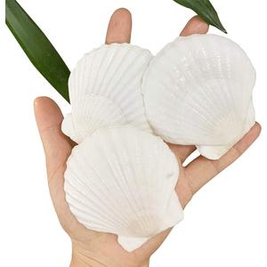 30 PCS Scallop Shells 2-3 Inch Natural White Sea Shells from Sea Beach for DIY Craft Home Dcor(6-8 cm) (Large)
