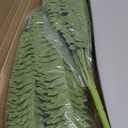 FOREST PRINCE 35" Ferns Artificial Bush Plants Large, 2 Artificial Boston Ferns with 39 Fronds for Outdoors Home Decor