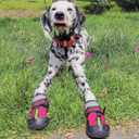 QUMY Dog Shoes for Large Dogs, Medium Dog Boots & Paw Protectors for Winter Snowy Day, Summer Hot Pavement, Water-Resistant in Rainy Weather, Outdoor Walking, Indoor Hardfloors Skid-Resistant Sole, Size 5