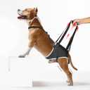 Dog Hip Support Brace - for Surgery Rehabilitation and Mobility Aid, Rear Leg Lift Harness for Dogs, Comes with Chest Stabilizing Straps, Upgraded Adjustable Elastic and Buckles, M (Black)