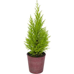 Miniature Festive Lemon Cypress Tree with Decorative 4.25" Pot Cover, Live Plant Gift for Holidays, Easy Care Live Houseplants for The Holidays by Plants for Pets