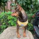 YQYS Dog Shirts Multi-Color Striped Cotton Vest for Small Dogs and Cats Puppy Clothes Teacup Dog Clothing Tank Top for Chihuahua Miniature Pinscher Yellow XXSmall