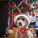 Elegant little tail Christmas Dog Collar, Female or Male Dog Collar Flower, Pet Collar Adjustable Dog Collars with Flower for Small Medium Large Dogs(XS)