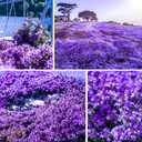 6 x 6000+Perennial Mixed Creeping Thyme Thymus Serpyllum Seeds for Planting Outdoor Plant in Your Home Garden Backyard (EXP 12/01/26)