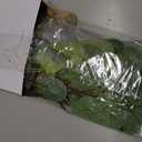 Ceenna 30 Pcs 6 Kinds Mixed Greenery Stem Artificial Faux Eucalyptus Leaves Silver Dollar Eucalyptus Picks and Sprays for Vase Dried Fake Greenery Filler Leaves Bundle for Wedding Floral Arrangement