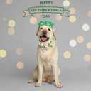 Elegant little tail St Patrick's Dog Collar, Cute Colver Cotton Shamrock Pet Collar Trefoil Soft Puppy Collar Pink Holiday Adjustable Cotton Pet Collar with Bow for Small Medium Large Dogs (Medium (Pack of 1))