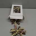 Lakkity 7 Inch Curly Bows for Gift Wrapping Set of 8, Self Adhesive Bows Gift Bows for Presents, Cake,Ribbon Bows for Birthday, Wedding, Christmas, Bridal Shower, Gift Wrap Accessory (champagne)