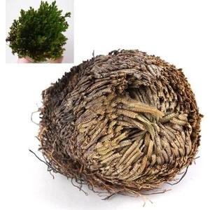 Live Resurrection Plant Rose Of Jericho Dinosaur Plant Air Fern Spike Moss
3 Pcs