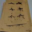 Jucoan 50 Pack Kraft Cupcake Box with Insert and Window Hold 6 Standard Cupcake, Food Grade Cupcake Carrier Container, Brown Bakery Box for Pastry, Cookies, Small Cake, Desserts Treat