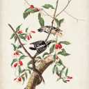 Trademark Fine Art 'Downy Woodpecker' Canvas Art by John James Audubon 18x24