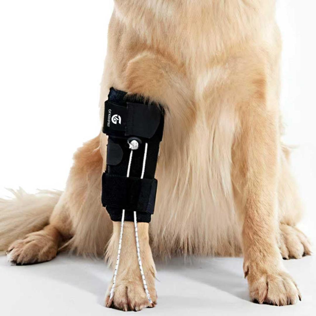 Dog Front Leg Support Brace for Foot Drop, Canine Knuckling Prevention, Toe Dragging Assistance (M)