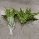 Artificial Boston Fern Bush- Set of 2 Large Artificial Ferns for Outdoors, 45Inch Large Faux Ferns, Suitable for Office & Living Room Decor, 55Branches for Each Bouquet