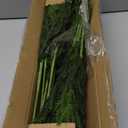 Juxdp 20 Pcs Real Touch Norfolk Pine Branches, Artificial Christmas Green Plants Branch Faux Greenery Stem Fake Pine Picks for Vase DIY Crafts Garland Wreath Xmas Indoor Outdoor Decor (18 Inches)