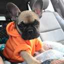 Jecikelon Winter Dog Hoodie Sweatshirts with Pockets Warm Dog Clothes for Small Dogs Chihuahua Coat Clothing Puppy Cat Custume (Orange, XX-Small)