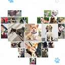 Leather Dog Collar with Bell and Star Studs, Dog Collars for Small Medium Large Dogs Collar for Female Male Dogs (XS: 7 1/2 - 10 1/2 in, Blue)