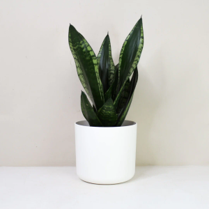 23" Sansevieria Artificial Plant in Ceramic Pot, Small Indoor Plant, Artificial Snake Plant, Artificial Plants Like Real, Perfect for Bathroom, Bedroom, Home, Office Decoration