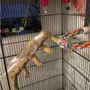 Bird Parrot Ladder Perch for Cage, Nature Wooden Bird Bridge Exercise Stands Parrot Climbing Chewing Toys for Small Animal