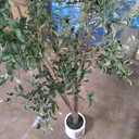 Artificial Olive Tree 7FT, Indoor Fake Silk Plant with Realistic Trunk, Leaves, Fruits and White Planter, Faux Potted Tree for Home Decor and Housewarming Gift, 1 Pack
